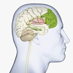 Digital illustration of adult human head in profile highlighting parts of brain Digital illustration of adult human head in profile highlighting parts of brain