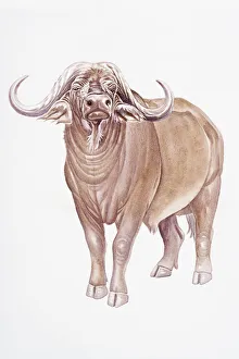 Digital illustration of African Buffalo (Syncerus caffer), a large, horned bovid Digital illustration of African Buffalo (Syncerus caffer), a large, horned bovid