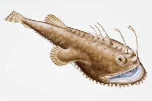 Digital illustration of Anglerfish (Lophius piscatorius) Digital illustration of Anglerfish (Lophius piscatorius)