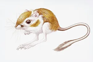 Digital illustration of Banner-Tailed Kangaroo Rat (Dipodomys Spectabilis) Digital illustration of Banner-Tailed Kangaroo Rat (Dipodomys Spectabilis)