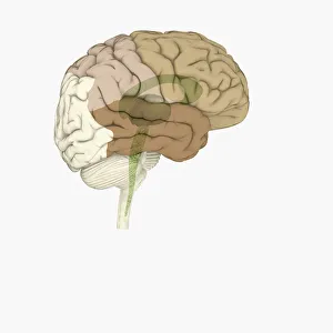 Digital illustration of brain areas involved in altered states Digital illustration of brain areas involved in altered states