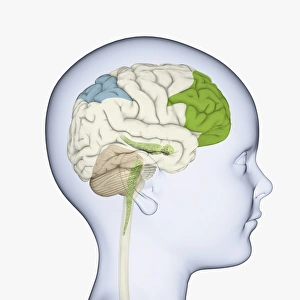 Digital illustration of childs head in profile highlighting parts of brain Digital illustration of childs head in profile highlighting parts of brain