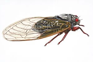 Images Dated 10th September 2008: Digital illustration of Cicada (Magicicada septendecim), insect found in the USA and Canada