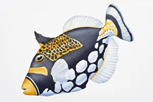 Digital illustration of Clown Triggerfish (Balistoides conspicillum), showing unique colouration Digital illustration of Clown Triggerfish (Balistoides conspicillum), showing unique colouration