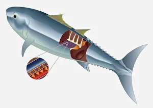 Digital illustration of deep muscle-tendon of Tuna Digital illustration of deep muscle-tendon of Tuna