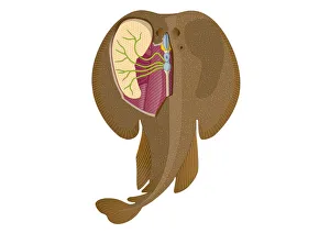 Digital illustration of Electric Ray showing electricity and magnetism in cerebellum Digital illustration of Electric Ray showing electricity and magnetism in cerebellum
