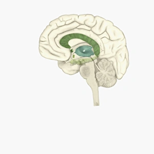 Digital illustration of female human brain Digital illustration of female human brain