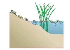 Digital illustration of frogs each having distinctive calls known as dominant frequencies Digital illustration of frogs each having distinctive calls known as dominant frequencies