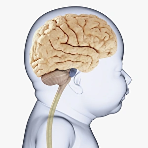 Digital illustration of head of baby in profile showing brain Digital illustration of head of baby in profile showing brain