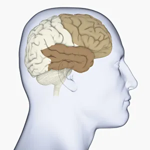 Digital illustration of head in profile showing frontal lobe and temporal lobe in brain Digital illustration of head in profile showing frontal lobe and temporal lobe in brain