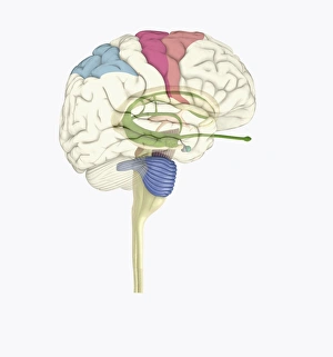 Digital illustration of highlighted areas in human brain affected by motor disorders Digital illustration of highlighted areas in human brain affected by motor disorders