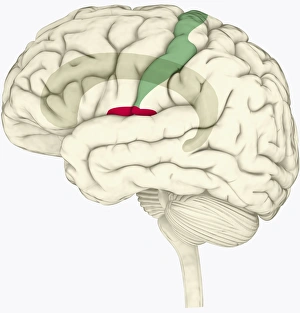 Digital illustration of human brain highlighting cingulate cortex, insular cortex in red Digital illustration of human brain highlighting cingulate cortex, insular cortex in red