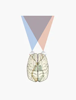 Digital illustration of human brain and information from left side of visual cortex Digital illustration of human brain and information from left side of visual cortex