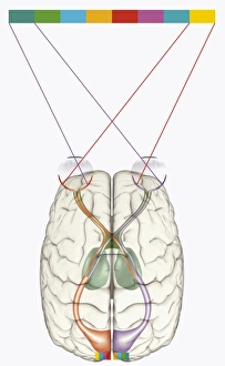Digital illustration of human brain and mapping of visual field onto retina matching Digital illustration of human brain and mapping of visual field onto retina matching