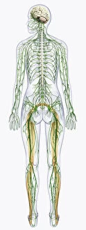 Spine Gallery: Digital illustration of human nervous system connected to spinal cord and brain