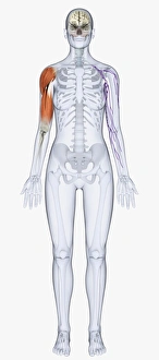 Digital illustration of human skeleton showing upper arm muscles Digital illustration of human skeleton showing upper arm muscles
