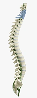 Digital illustration of human spine with damaged area highlighted in blue resulting in quadriplegia Digital illustration of human spine with damaged area highlighted in blue resulting in quadriplegia