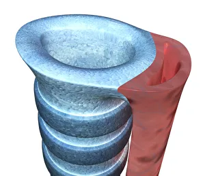 Digital illustration of human trachea, close-up Digital illustration of human trachea, close-up