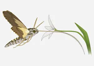 Digital illustration of Hummingbird Hawk Moth (Macroglossum stellatarum Digital illustration of Hummingbird Hawk Moth (Macroglossum stellatarum
