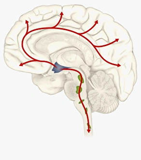Digital illustration of Hypocretin System in human brain with Hypothalamus highlighted in blue Digital illustration of Hypocretin System in human brain with Hypothalamus highlighted in blue
