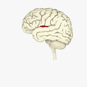 Digital illustration of insula in human brain highlighted in red Digital illustration of insula in human brain highlighted in red