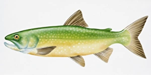 Digital illustration of Lake Trout (Salvelinus namaycush), a freshwater fish Digital illustration of Lake Trout (Salvelinus namaycush), a freshwater fish