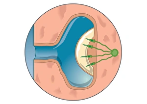 Digital illustration of lateral line system visible as faint line running down each side Digital illustration of lateral line system visible as faint line running down each side