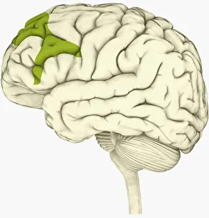 Digital illustration of lateral prefrontal cortex involved in decision making highlighted Digital illustration of lateral prefrontal cortex involved in decision making highlighted