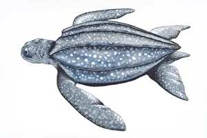 Digital illustration of Leatherback Turtle (Dermochelys coriacea) Digital illustration of Leatherback Turtle (Dermochelys coriacea)