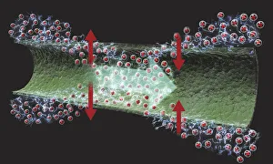 Digital illustration of nerve signal moving along membrane as wave of depolarization Digital illustration of nerve signal moving along membrane as wave of depolarization