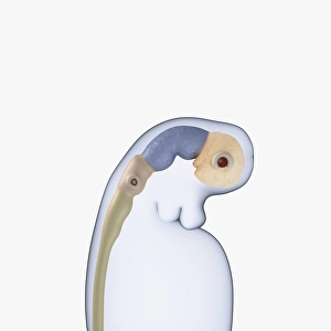Digital illustration of neural tube, rudimentary eye and ear buds of three week old human embryo Digital illustration of neural tube, rudimentary eye and ear buds of three week old human embryo
