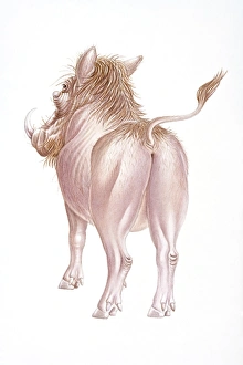 Digital illustration of back of Warthog (Phacochoerus africanus), rear view Digital illustration of back of Warthog (Phacochoerus africanus), rear view