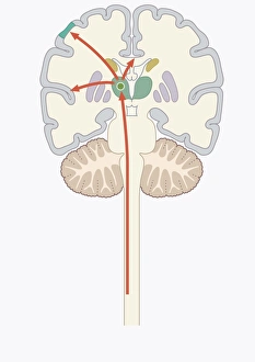 Digital illustration of pain signal to area of somatosensory cortex in human brain via Digital illustration of pain signal to area of somatosensory cortex in human brain via