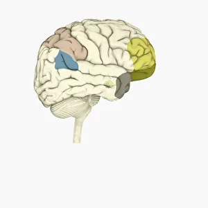 Digital illustration of parietal lobe (green), posterior superior temporal sulcas (blue) Digital illustration of parietal lobe (green), posterior superior temporal sulcas (blue)