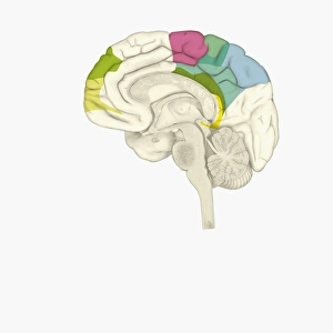 Digital illustration of parts of human brain highlighted in shades of green, pink, blue, and yellow Digital illustration of parts of human brain highlighted in shades of green, pink, blue, and yellow