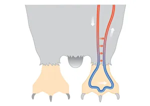 Digital illustration of penguin circulation showing countercurrent mechanism of warm Digital illustration of penguin circulation showing countercurrent mechanism of warm