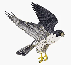 Digital illustration of Peregrine Falcon (Falco peregrinus) in flight Digital illustration of Peregrine Falcon (Falco peregrinus) in flight