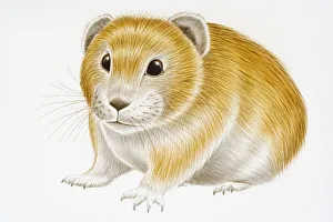 Digital illustration of Pika (Ochotona hyperborea), small chinchilla-like animal related Digital illustration of Pika (Ochotona hyperborea), small chinchilla-like animal related