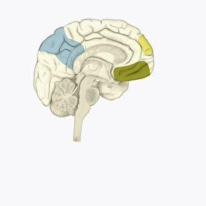 Digital illustration of posterior cingulate cortex (blue), medial frontal gyrus (yellow) Digital illustration of posterior cingulate cortex (blue), medial frontal gyrus (yellow)