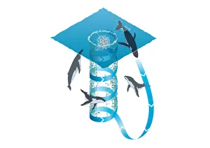 Digital illustration showing ring of foam technique used by Whales in hunting shaols of Digital illustration showing ring of foam technique used by Whales in hunting shaols of