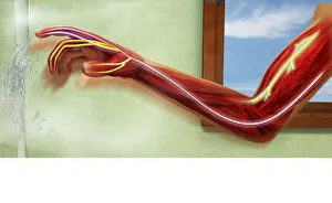 Digital illustration showing sensory neurons sending message to nerves in human arm after scalding b Digital illustration showing sensory neurons sending message to nerves in human arm after scalding b