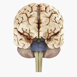 Digital illustration of showing front view of human brain Digital illustration of showing front view of human brain