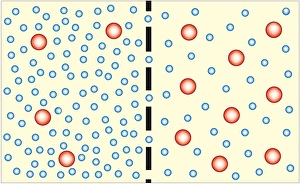 Digital illustration showing water travelling from less concentrated solution through Digital illustration showing water travelling from less concentrated solution through