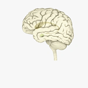 Digital illustration of striatum and amygdala highlighted in human brain Digital illustration of striatum and amygdala highlighted in human brain