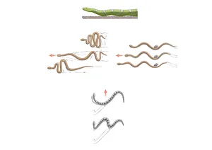 Digital illustration of terrestrial snake locomotion including lateral undulation, sidewinding, concertina, rectilinear Digital illustration of terrestrial snake locomotion including lateral undulation, sidewinding, concertina, rectilinear