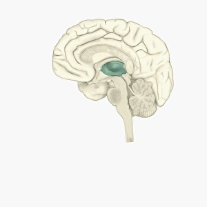 Digital illustration of thalamus in human brain highlighted in green Digital illustration of thalamus in human brain highlighted in green