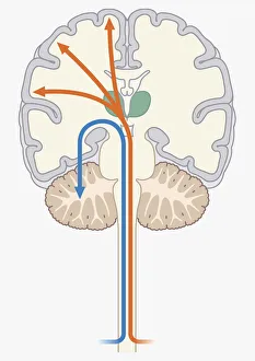 Digital illustration of unconscious and conscious pathways in human brain passing through Digital illustration of unconscious and conscious pathways in human brain passing through