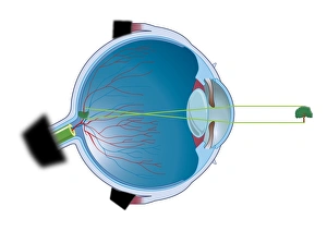 Digital illustration of vertebrate eye using lens to focus light and form and image Digital illustration of vertebrate eye using lens to focus light and form and image