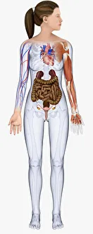 Digital illustration of young woman showing intestine, kidneys, heart, veins and muscle Digital illustration of young woman showing intestine, kidneys, heart, veins and muscle