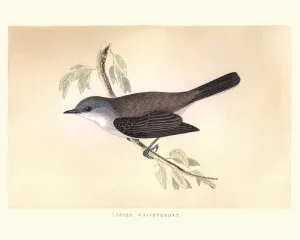 Vintage Print of Lesser Whitethroat (Sylvia curruca)